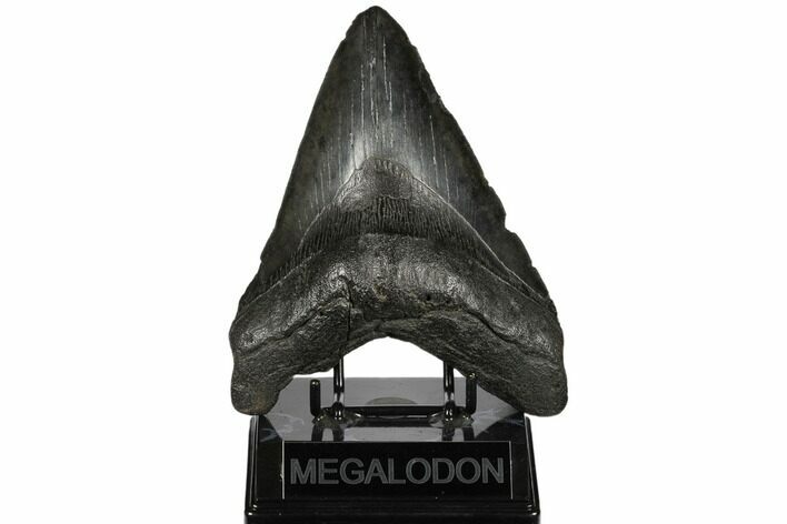 Massive, Fossil Megalodon Tooth - Foot Shark! #186036